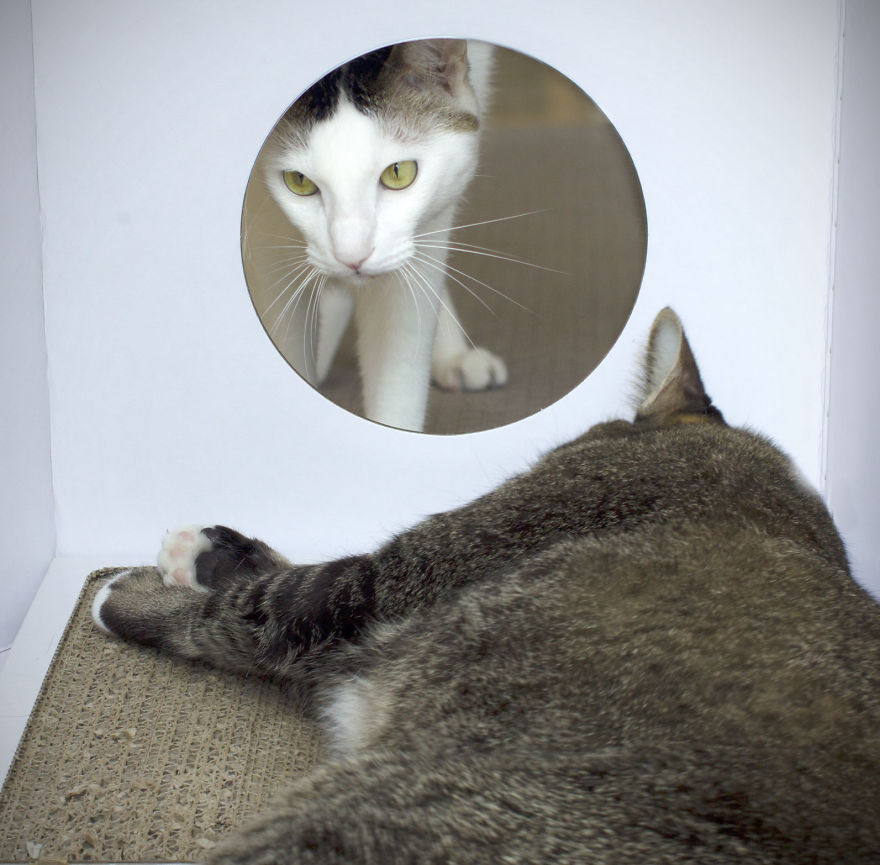 These Eco-Friendly Cat Playhouses Look Like Big Milk Cartons