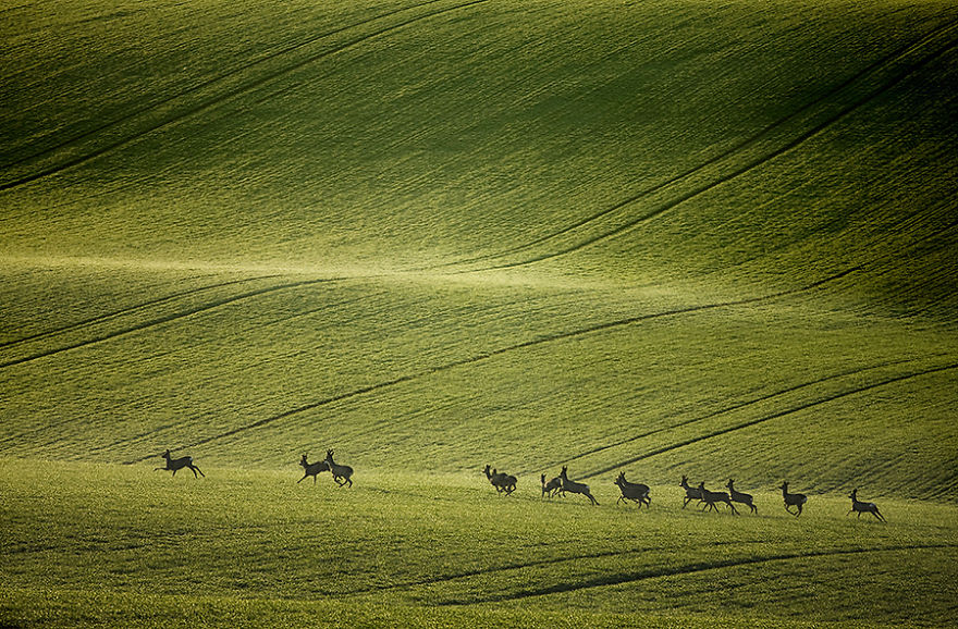 Hypnotizing Beauty Of Moravian Fields In The Czech Republic Hypnotizing Beauty Of Moravian Fields In The Czech Republic