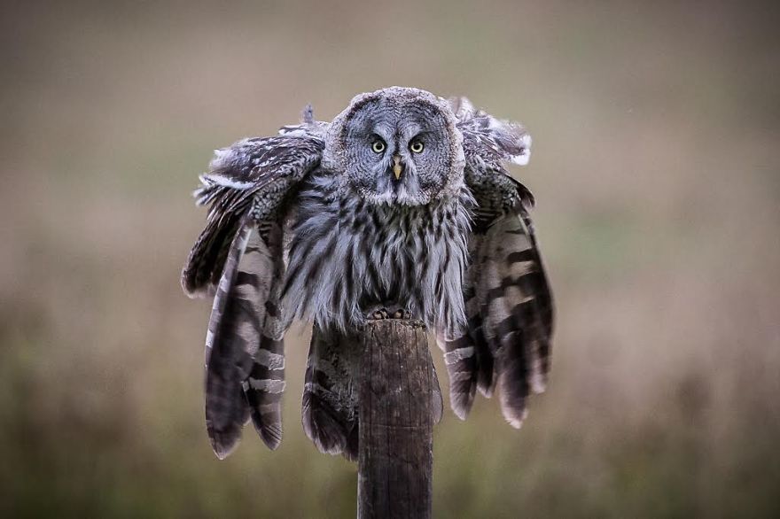 I Spent 6 Years Capturing The Essence Of The Rulers Of The Sky