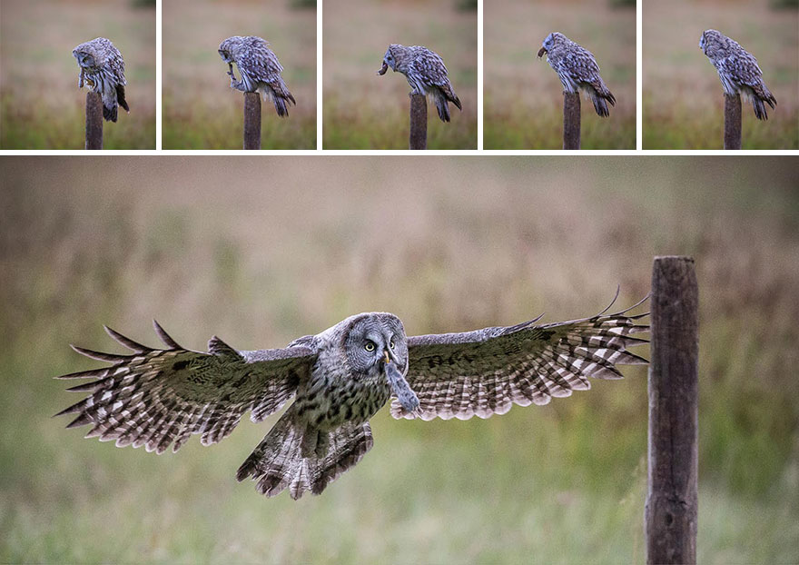 I Spent 6 Years Capturing The Essence Of The Rulers Of The Sky