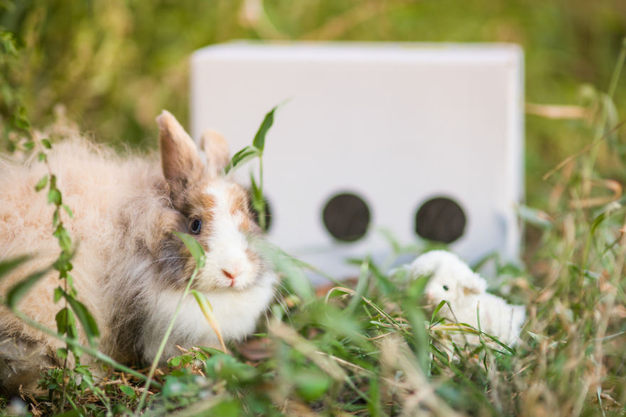 I Photographed Ex-Lab Animals As Characters From The Little Prince To Help Them Find Homes