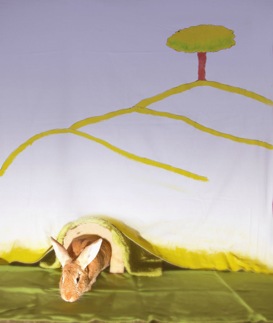 I Photographed Ex-Lab Animals As Characters From The Little Prince To Help Them Find Homes