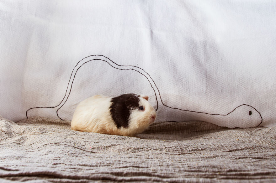 I Photographed Ex-Lab Animals As Characters From The Little Prince To Help Them Find Homes