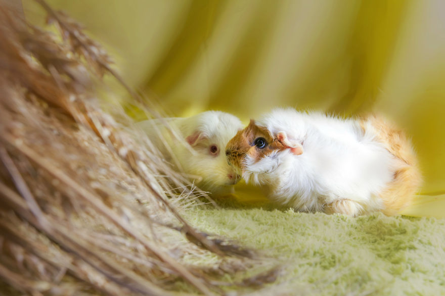 I Photographed Ex-Lab Animals As Characters From The Little Prince To Help Them Find Homes