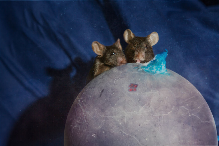 I Photographed Ex-Lab Animals As Characters From The Little Prince To Help Them Find Homes