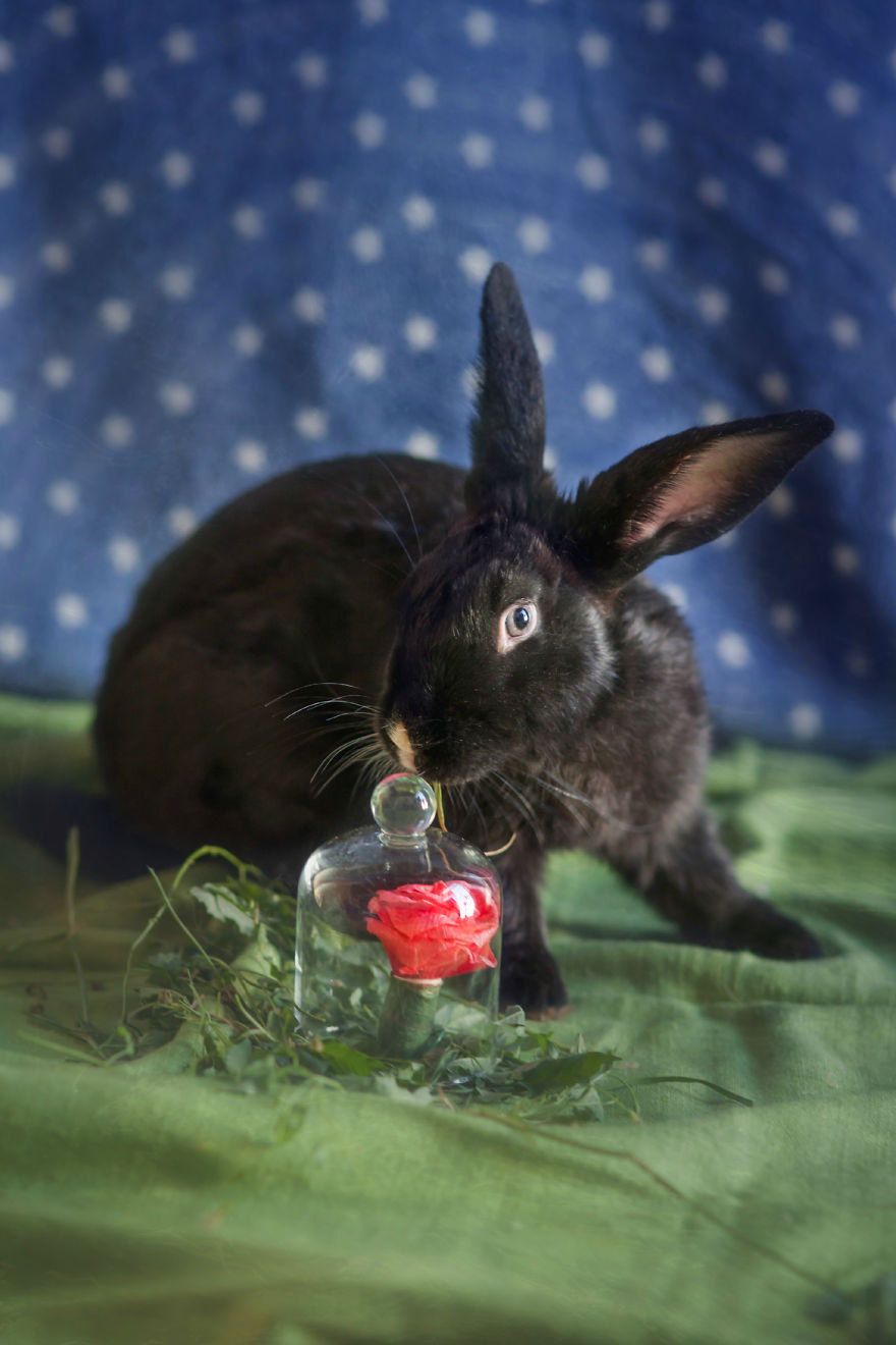 I Photographed Ex-Lab Animals As Characters From The Little Prince To Help Them Find Homes