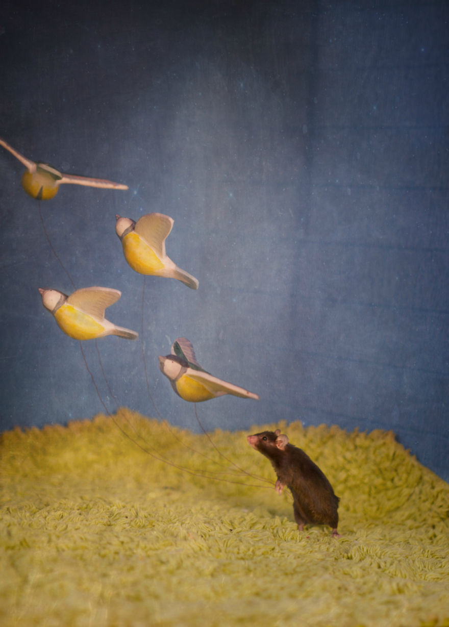 I Photographed Ex-Lab Animals As Characters From The Little Prince To Help Them Find Homes