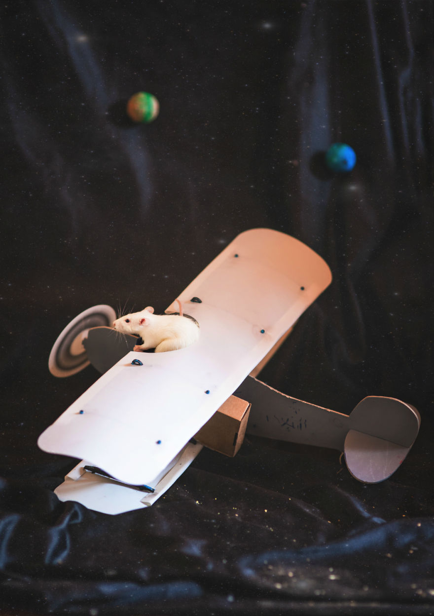 I Photographed Ex-Lab Animals As Characters From The Little Prince To Help Them Find Homes I Photographed Ex-Lab Animals As Characters From The Little Prince To Help Them Find Homes