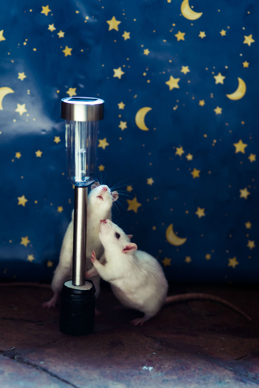 I Photographed Ex-Lab Animals As Characters From The Little Prince To Help Them Find Homes