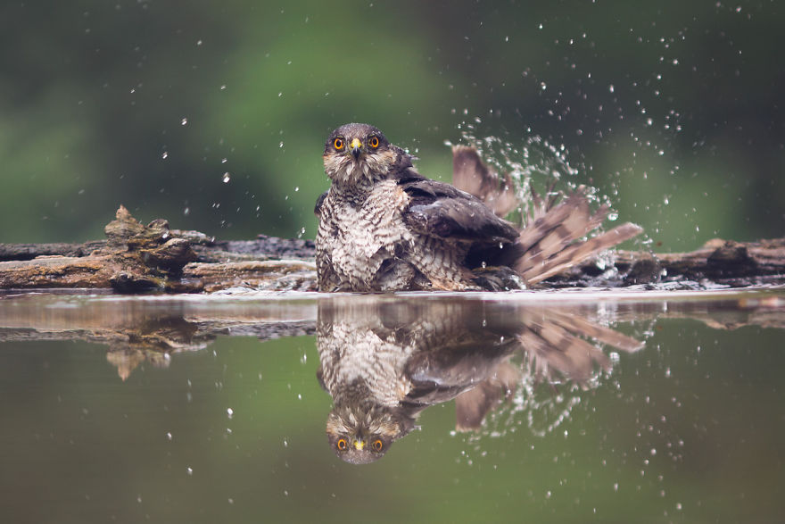 I Spent 6 Years Capturing The Essence Of The Rulers Of The Sky