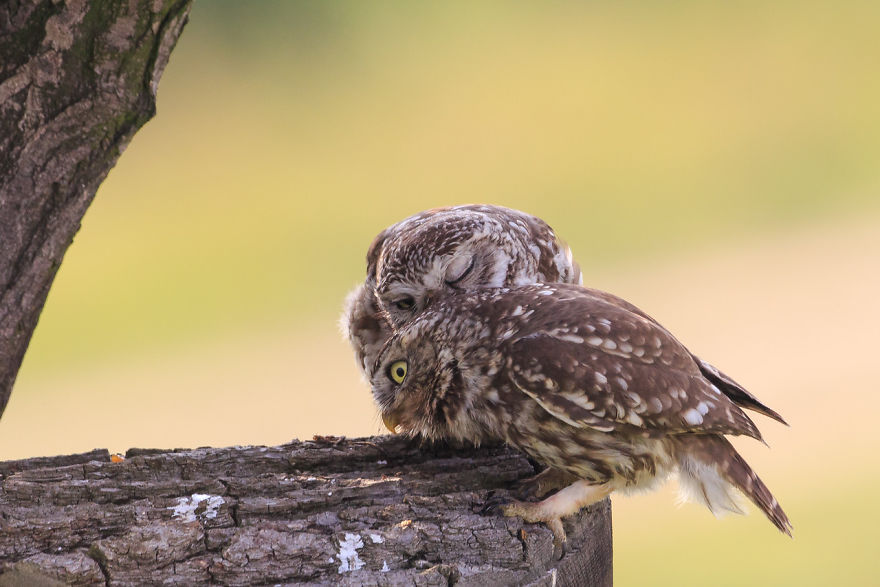 I Spent 6 Years Capturing The Essence Of The Rulers Of The Sky