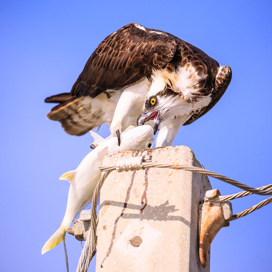 I Spent 6 Years Capturing The Essence Of The Rulers Of The Sky