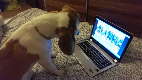 Not A Cat, But Still...