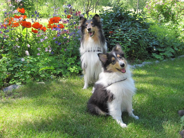 Mother, Daughter And Flowers