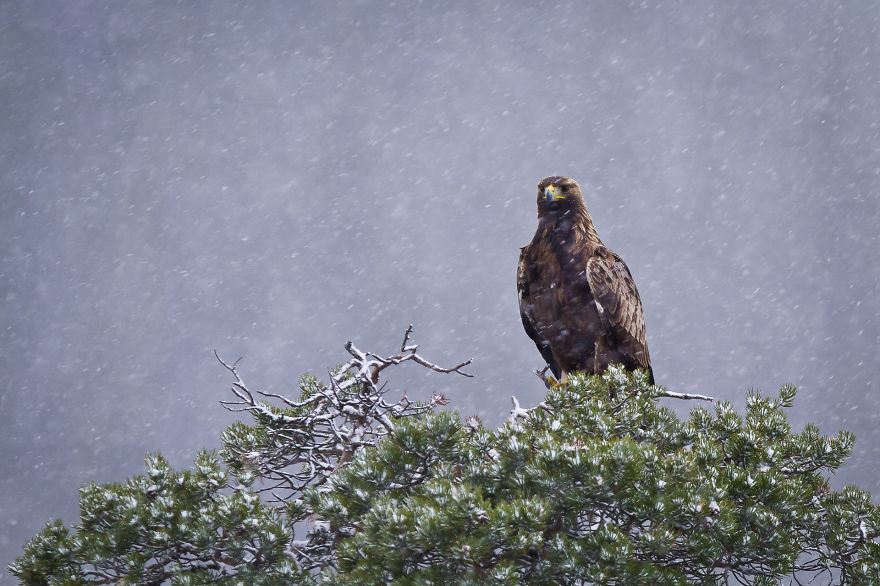I Spent 6 Years Capturing The Essence Of The Rulers Of The Sky I Spent 6 Years Capturing The Essence Of The Rulers Of The Sky