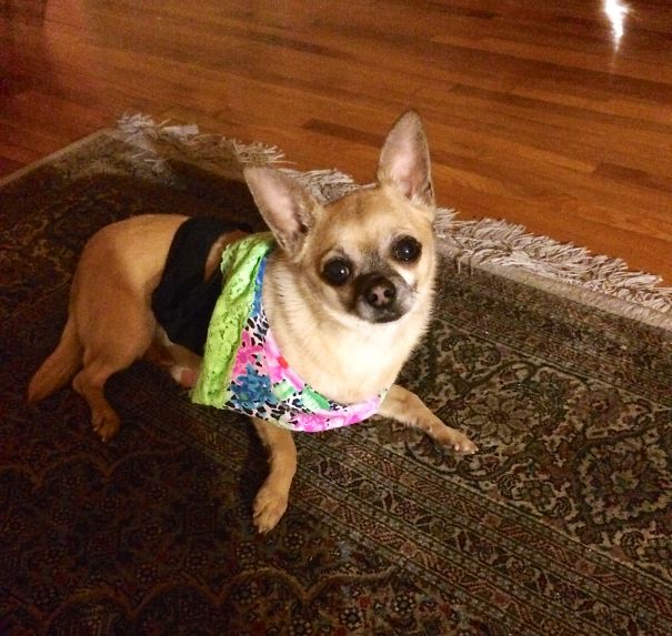 Panties? I Don't Know What You're Talking About!