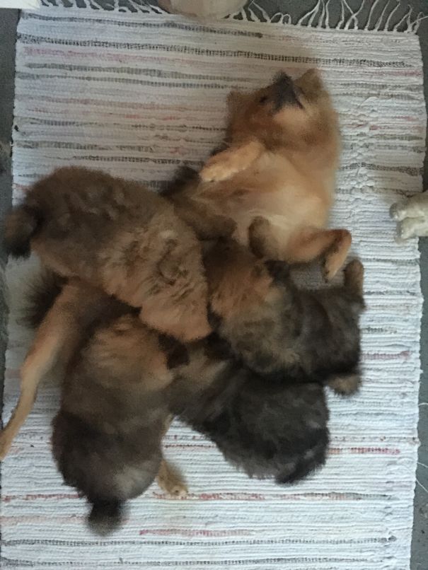 Ok, Ok, The 4 Of You Are Now Bigger Than Me, So, Yes, I'll Feed You!