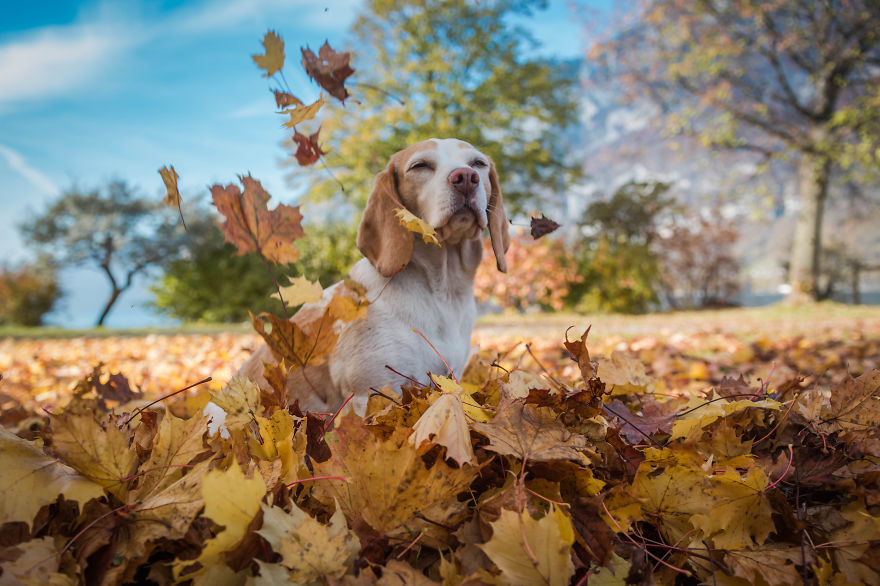 I Photographed My Beagle Playing With Autumn Leaves