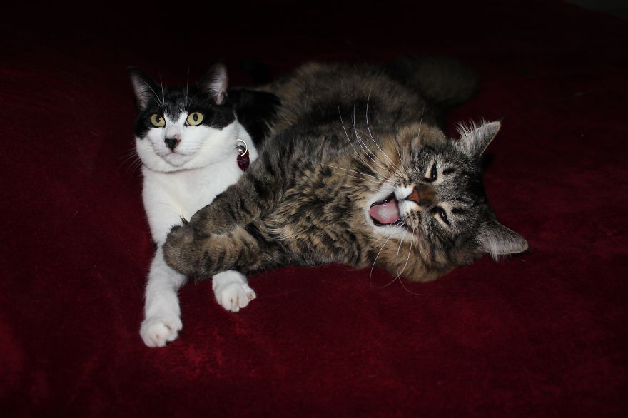 "linux" The Maine Coon, Steeling The Limlight With A Smile.