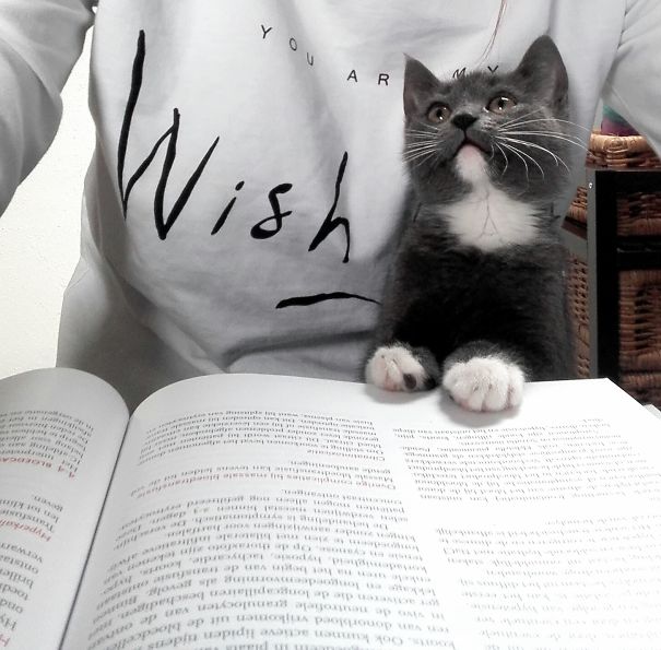 I Ent To Study Too!?