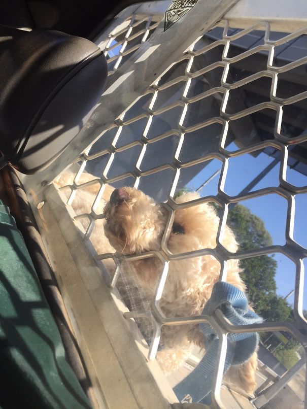 My Face Got Stack-sir Walter Green Grass