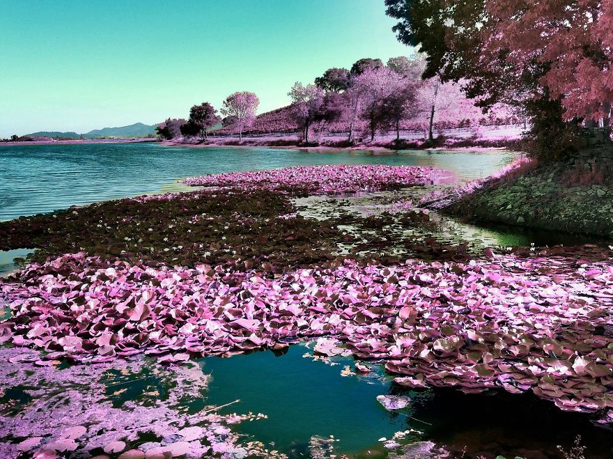 I Create A Surreal World Where Everything Is Pink