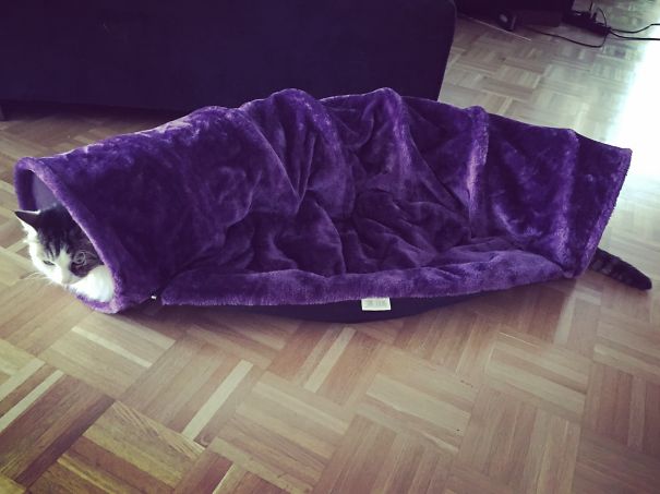 Loooonnnngggg Kitty!