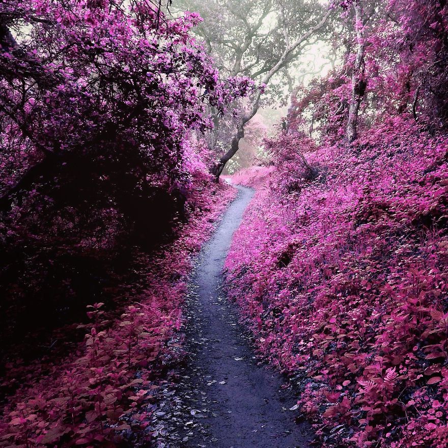 I Create A Surreal World Where Everything Is Pink