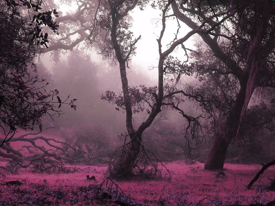 I Create A Surreal World Where Everything Is Pink