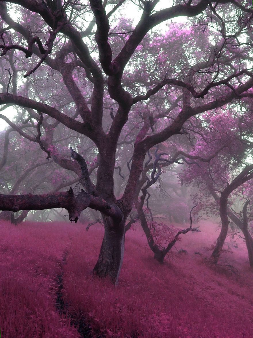 I Create A Surreal World Where Everything Is Pink