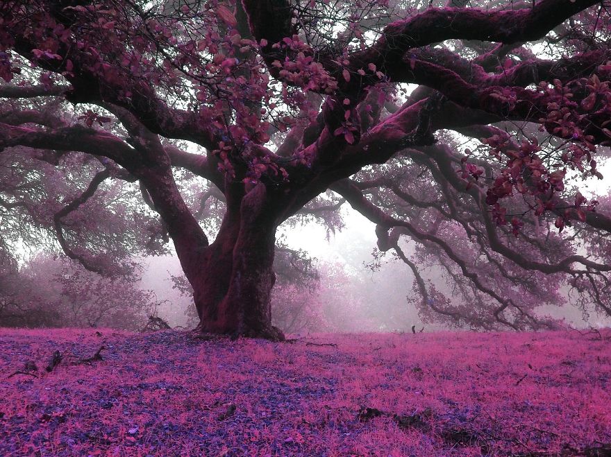 I Create A Surreal World Where Everything Is Pink