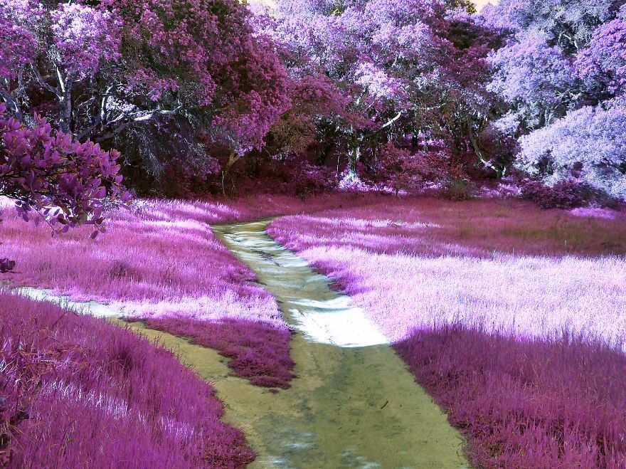 I Create A Surreal World Where Everything Is Pink