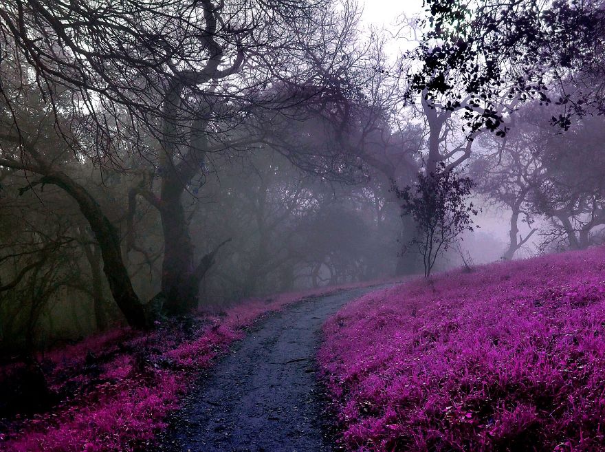 I Create A Surreal World Where Everything Is Pink