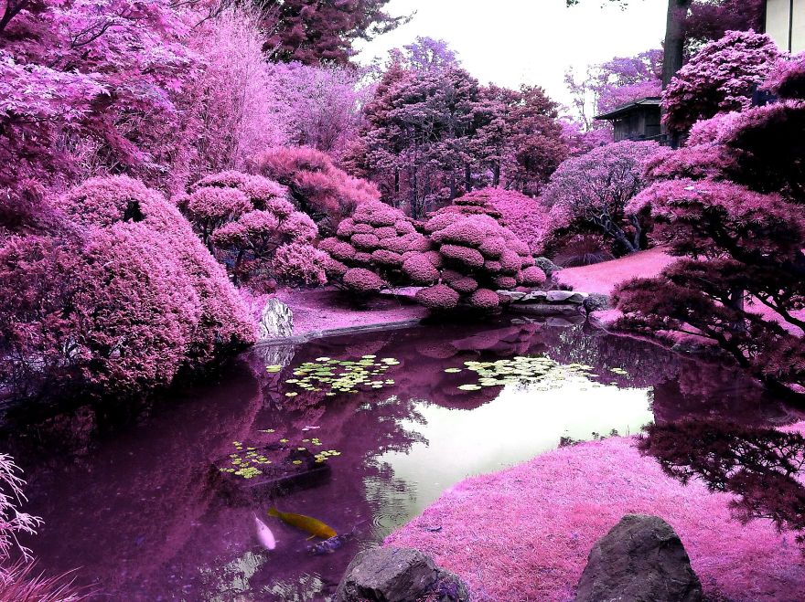 I Create A Surreal World Where Everything Is Pink