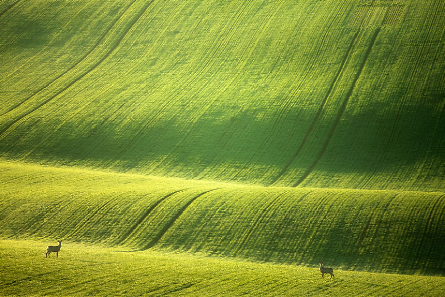 Hypnotizing Beauty Of Moravian Fields In The Czech Republic Hypnotizing Beauty Of Moravian Fields In The Czech Republic
