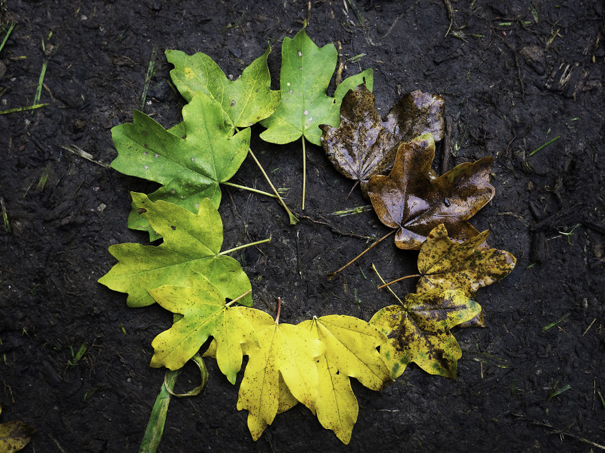 Four Seasons In A Single Photo Represented By Tree Leaves