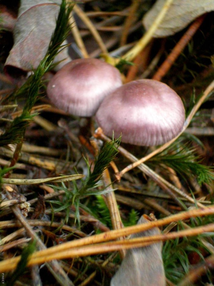 Autumn Mushrooms