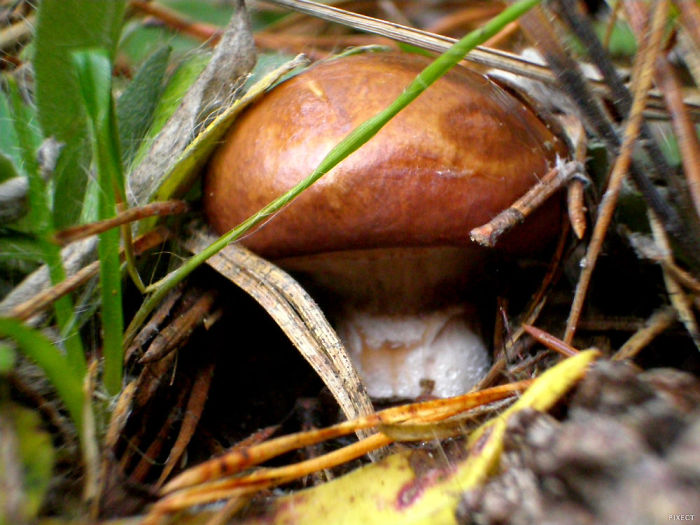 Autumn Mushrooms