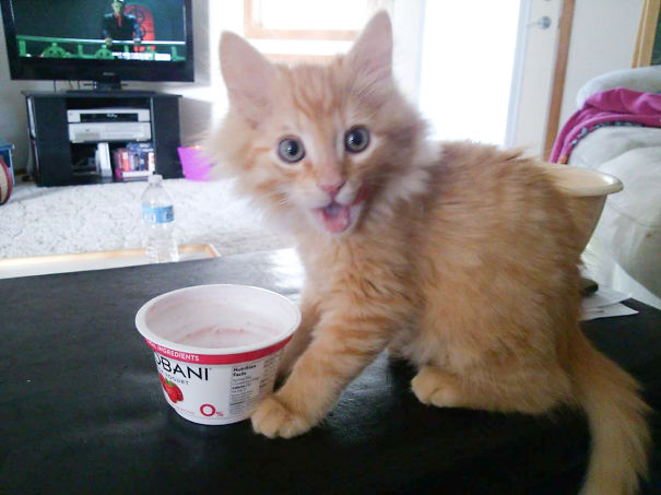 Omg! Yogurt!