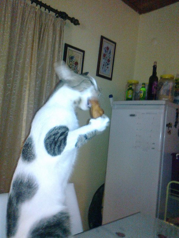 Peter Pasha Loves Doughnuts