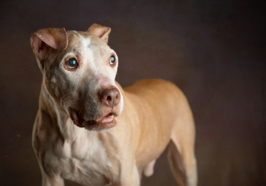 I Photograph Senior Shelter Dogs Who Finally Found Forever Homes