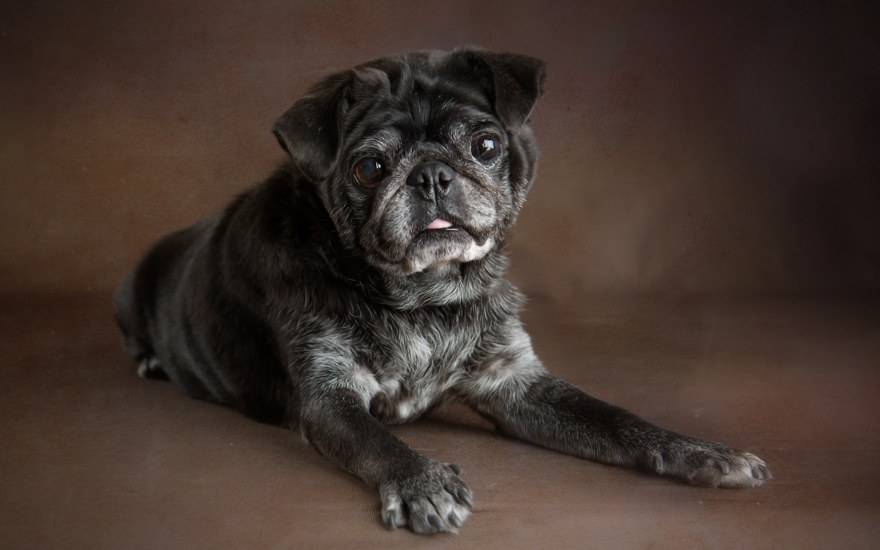 I Photograph Senior Shelter Dogs Who Finally Found Forever Homes