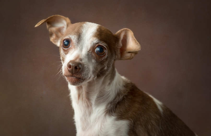 I Photograph Senior Shelter Dogs Who Finally Found Forever Homes