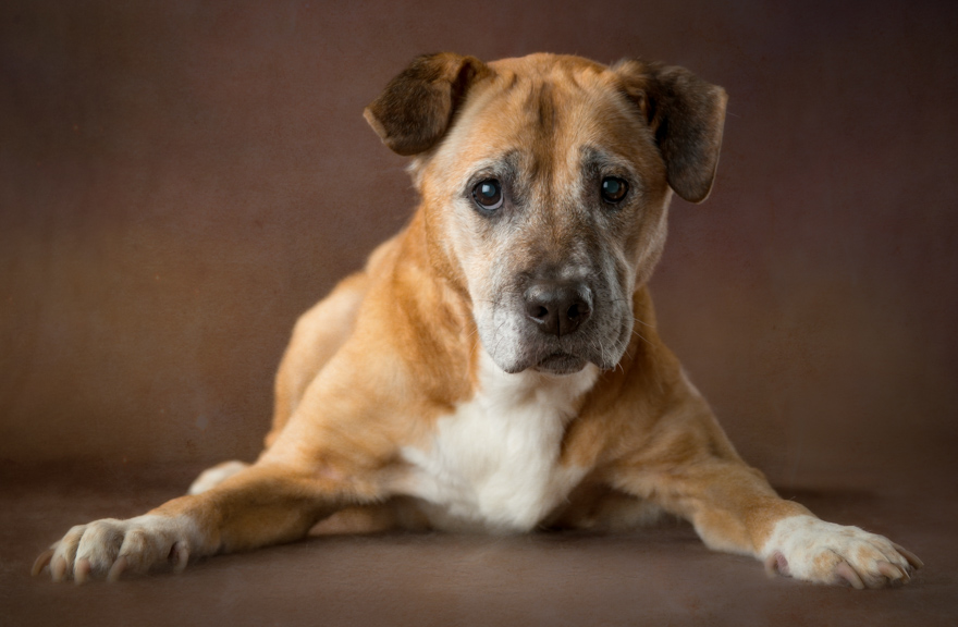 I Photograph Senior Shelter Dogs Who Finally Found Forever Homes