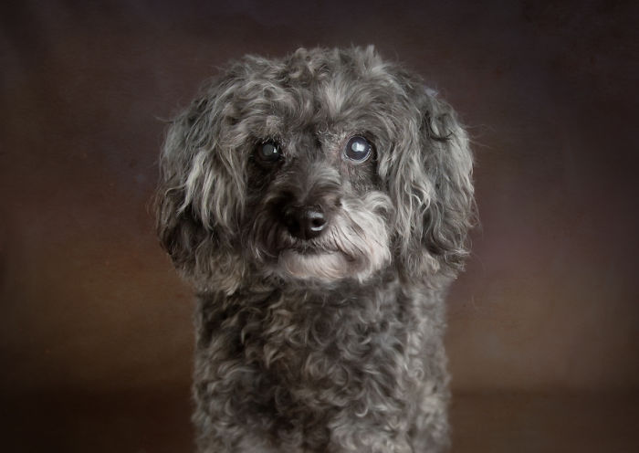 I Photograph Senior Shelter Dogs Who Finally Found Forever Homes