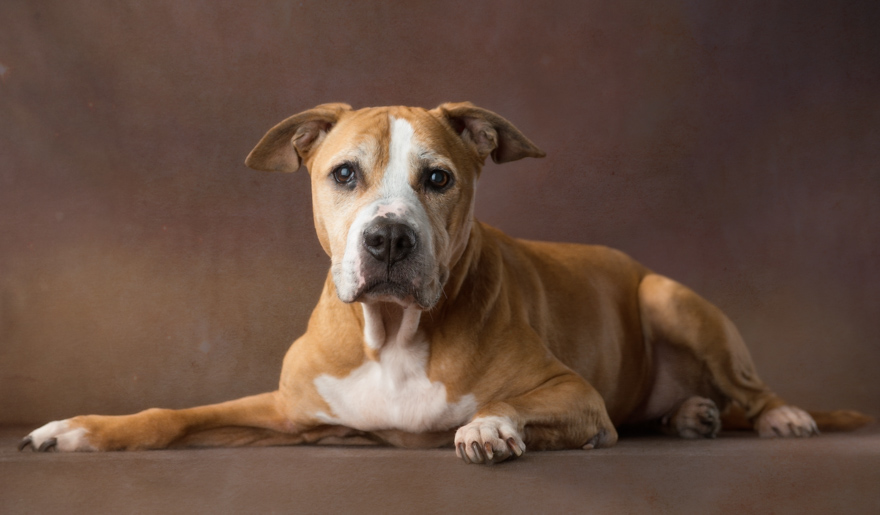 I Photograph Senior Shelter Dogs Who Finally Found Forever Homes