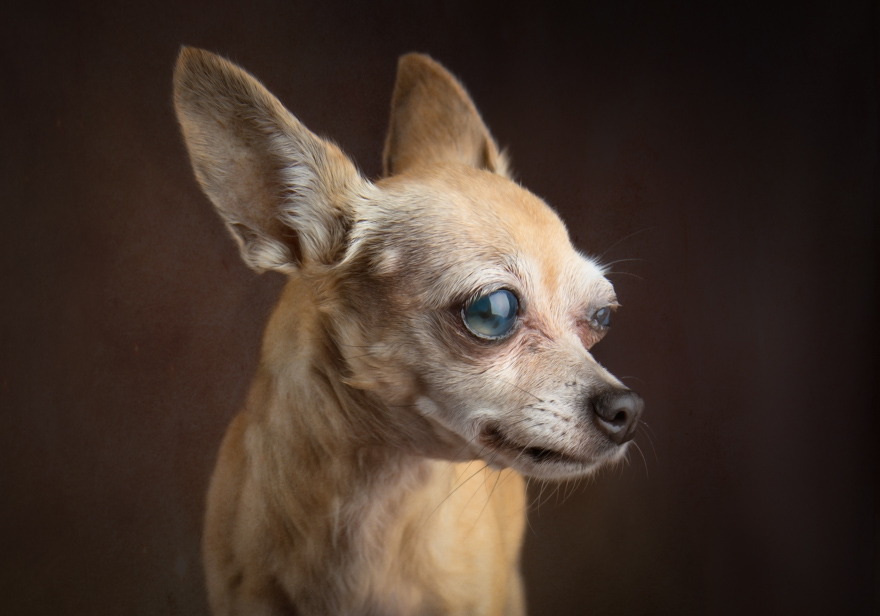I Photograph Senior Shelter Dogs Who Finally Found Forever Homes