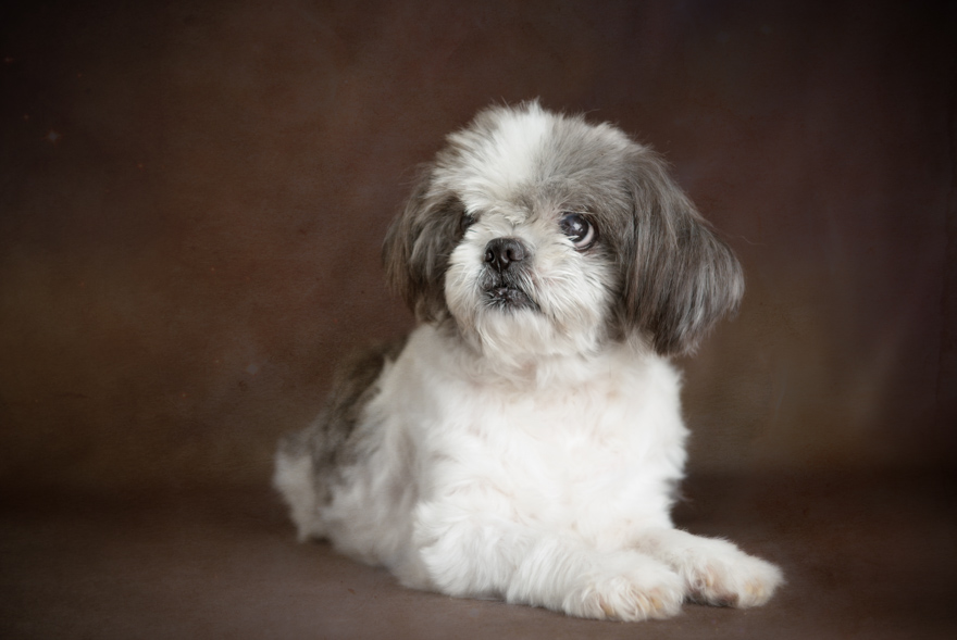 I Photograph Senior Shelter Dogs Who Finally Found Forever Homes
