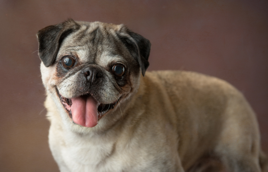 I Photograph Senior Shelter Dogs Who Finally Found Forever Homes