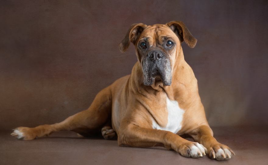 I Photograph Senior Shelter Dogs Who Finally Found Forever Homes